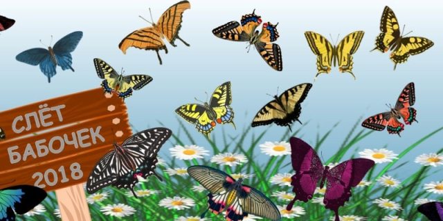 головоломка на внимательность - найди лишнюю бабочку