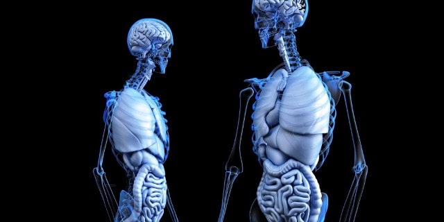 Тест по анатомии человека